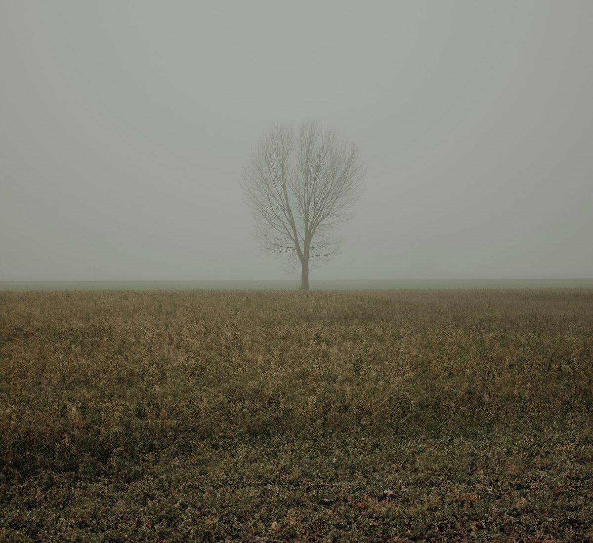 A leafless tree in a field covered in mist.